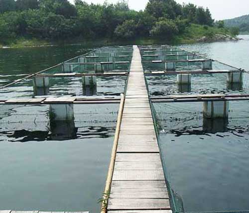 ������ֳ